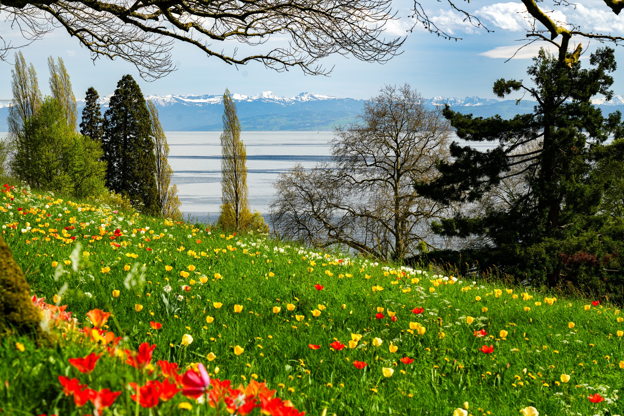 Mainau 02707