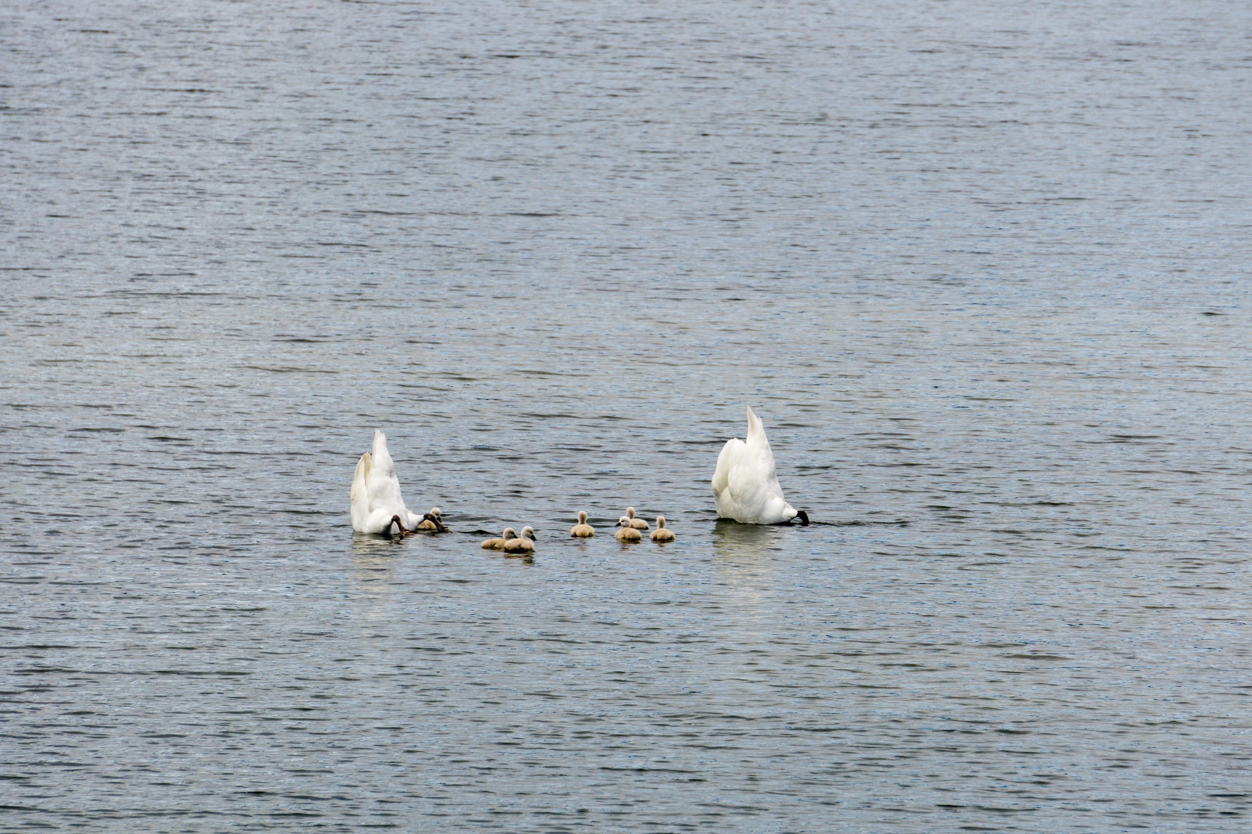 Radreise2017 Buch 08802