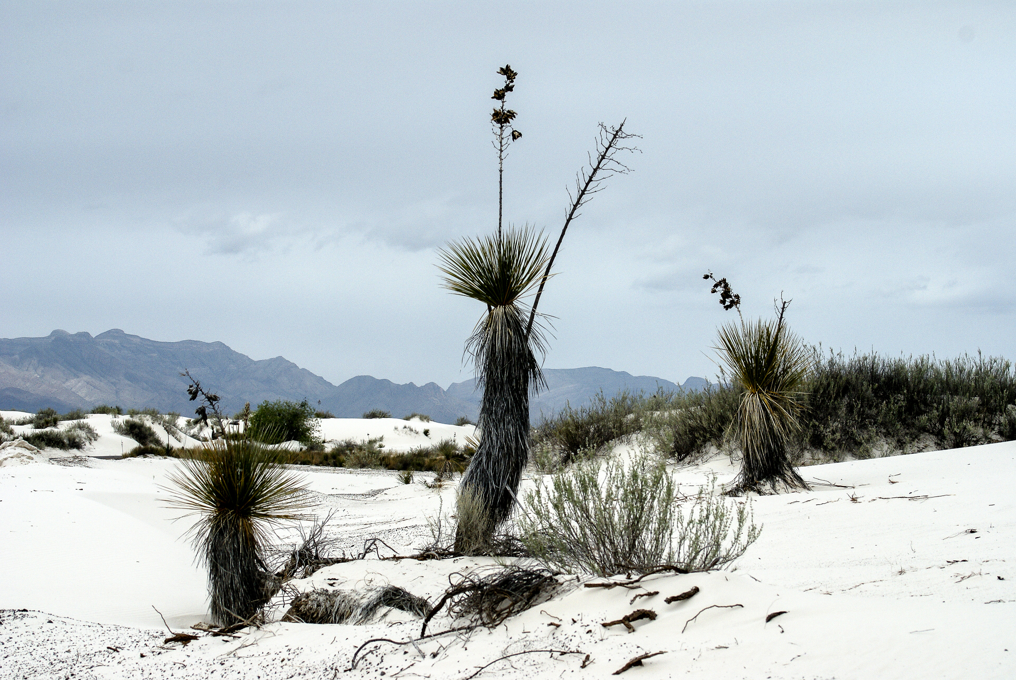 DSC01725 bearbeitet 1